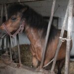 Plenerowy Raport Dnia - Gospodarstwa Agroturystyczne (26.06.2017) / Krzysztof Bujnowicz / Radio Kielce