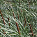 Plenerowy Raport Dnia. Małaszyński Zakątek (29.06.2017) / Krzysztof Bujnowicz / Radio Kielce