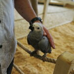 24.06.2017 Kielce. Papugarnia. Papugi. / Jarosław Kubalski / Radio Kielce