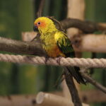 24.06.2017 Kielce. Papugarnia. Papugi. / Jarosław Kubalski / Radio Kielce