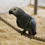 24.06.2017 Kielce. Papugarnia. Papugi. / Jarosław Kubalski / Radio Kielce