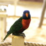 24.06.2017 Kielce. Papugarnia. Papugi. / Jarosław Kubalski / Radio Kielce