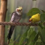 24.06.2017 Kielce. Papugarnia. Papugi. / Jarosław Kubalski / Radio Kielce