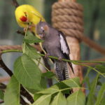 24.06.2017 Kielce. Papugarnia. Papugi. / Jarosław Kubalski / Radio Kielce