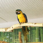 24.06.2017 Kielce. Papugarnia. Papugi. / Jarosław Kubalski / Radio Kielce