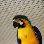 24.06.2017 Kielce. Papugarnia. Papugi. / Jarosław Kubalski / Radio Kielce