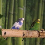 24.06.2017 Kielce. Papugarnia. Papugi. / Jarosław Kubalski / Radio Kielce