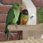 24.06.2017 Kielce. Papugarnia. Papugi. / Jarosław Kubalski / Radio Kielce