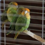 24.06.2017 Kielce. Papugarnia. Papugi. / Jarosław Kubalski / Radio Kielce