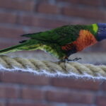 24.06.2017 Kielce. Papugarnia. Papugi. / Jarosław Kubalski / Radio Kielce