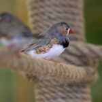 24.06.2017 Kielce. Papugarnia. Papugi. / Jarosław Kubalski / Radio Kielce