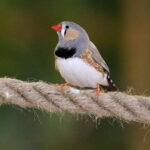 24.06.2017 Kielce. Papugarnia. Papugi. / Jarosław Kubalski / Radio Kielce