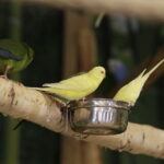 24.06.2017 Kielce. Papugarnia. Papugi. / Jarosław Kubalski / Radio Kielce