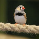 24.06.2017 Kielce. Papugarnia. Papugi. / Jarosław Kubalski / Radio Kielce