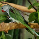 24.06.2017 Kielce. Papugarnia. Papugi. / Jarosław Kubalski / Radio Kielce