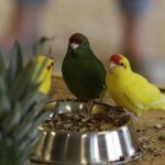 24.06.2017 Kielce. Papugarnia. Papugi. / Jarosław Kubalski / Radio Kielce