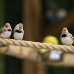 24.06.2017 Kielce. Papugarnia. Papugi. / Jarosław Kubalski / Radio Kielce