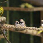 24.06.2017 Kielce. Papugarnia. Papugi. / Jarosław Kubalski / Radio Kielce