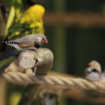 24.06.2017 Kielce. Papugarnia. Papugi. / Jarosław Kubalski / Radio Kielce