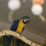 24.06.2017 Kielce. Papugarnia. Papugi. / Jarosław Kubalski / Radio Kielce