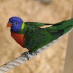 24.06.2017 Kielce. Papugarnia. Papugi. / Jarosław Kubalski / Radio Kielce