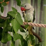 24.06.2017 Kielce. Papugarnia. Papugi. / Jarosław Kubalski / Radio Kielce