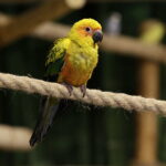 24.06.2017 Kielce. Papugarnia. Papugi. / Jarosław Kubalski / Radio Kielce