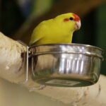 24.06.2017 Kielce. Papugarnia. Papugi. / Jarosław Kubalski / Radio Kielce