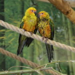 24.06.2017 Kielce. Papugarnia. Papugi. / Jarosław Kubalski / Radio Kielce