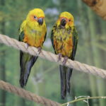 24.06.2017 Kielce. Papugarnia. Papugi. / Jarosław Kubalski / Radio Kielce