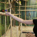 24.06.2017 Kielce. Papugarnia. Papugi. / Jarosław Kubalski / Radio Kielce