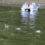 24.06.2017 Kielce. Święto Kielc. Rowery wodne na stawie w parku. / Jarosław Kubalski / Radio Kielce