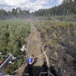 29.06.2017 Bugaj. Pożar lasu. Straży pożarnej pomagały samoloty gaśnicze Dromader. / Jarosław Kubalski / Radio Kielce