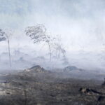 29.06.2017 Bugaj. Pożar lasu. Straży pożarnej pomagały samoloty gaśnicze Dromader. / Jarosław Kubalski / Radio Kielce