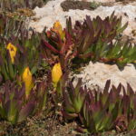 Majorka. Karpobrot jadalny, Carpobrotus edulis. / Andrzej Staśkowiak