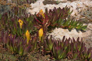 Majorka. Karpobrot jadalny, Carpobrotus edulis. / Andrzej Staśkowiak