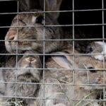 28.06.2017 Tarczek. Gospodarstwo w Tarczku w gminie Pawłów. / Krzysztof Bujnowicz / Radio Kielce