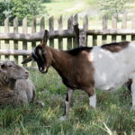 28.06.2017 Tarczek. Gospodarstwo w Tarczku w gminie Pawłów. / Krzysztof Bujnowicz / Radio Kielce