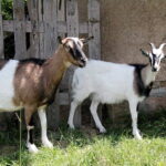 28.06.2017 Tarczek. Gospodarstwo w Tarczku w gminie Pawłów. / Krzysztof Bujnowicz / Radio Kielce