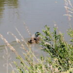 28.06.2017 Tarczek. Gospodarstwo w Tarczku w gminie Pawłów. / Krzysztof Bujnowicz / Radio Kielce