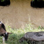 28.06.2017 Tarczek. Gospodarstwo w Tarczku w gminie Pawłów. / Krzysztof Bujnowicz / Radio Kielce