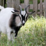 28.06.2017 Tarczek. Gospodarstwo w Tarczku w gminie Pawłów. / Krzysztof Bujnowicz / Radio Kielce