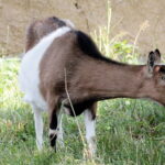 28.06.2017 Tarczek. Gospodarstwo w Tarczku w gminie Pawłów. / Krzysztof Bujnowicz / Radio Kielce