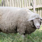 28.06.2017 Tarczek. Gospodarstwo w Tarczku w gminie Pawłów. / Krzysztof Bujnowicz / Radio Kielce