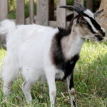 28.06.2017 Tarczek. Gospodarstwo w Tarczku w gminie Pawłów. / Krzysztof Bujnowicz / Radio Kielce