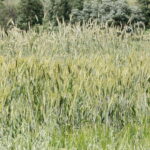 28.06.2017 Tarczek. Gospodarstwo w Tarczku w gminie Pawłów. / Krzysztof Bujnowicz / Radio Kielce