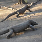 Wyspa Komodo. / Paweł Otwinowski