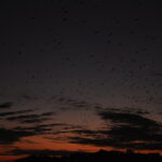 Wyspa Komodo. / Paweł Otwinowski