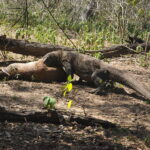 Wyspa Komodo. / Paweł Otwinowski