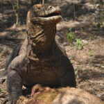 Wyspa Komodo. / Paweł Otwinowski